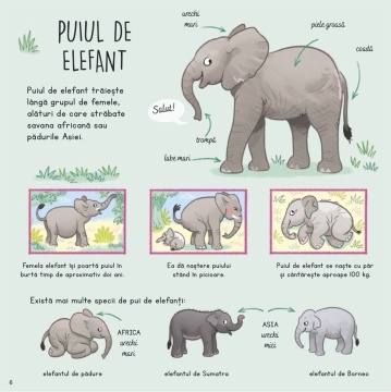 Ce stii despre puii de animale salbatice? - Img 4