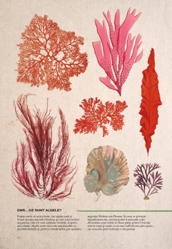 Botanica ilustrata - Img 3