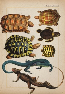 Zoologia ilustrata - Img 6