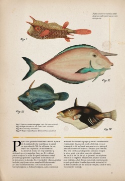 Zoologia ilustrata - Img 4