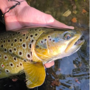 Rapala Countdown CD03 TR Brown Trout 3cm 4g - Img 3