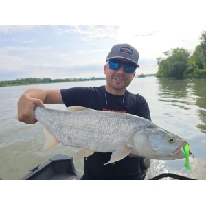 Rapala Crushcity The Kickman Ayu 10cm 7buc - Img 5
