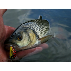 Vobler Salmo Tiny IT3S PST Pastrav 3cm 2.5g - detaliu produs