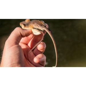 Soarece LT Hollow Body Field Mouse 403 Black White 7cm 14g - Img 7