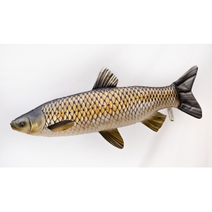 Amur Ten din Plus 75cm Cadou Pescar