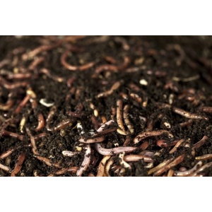 Rame California Super Strong Medii 12buc