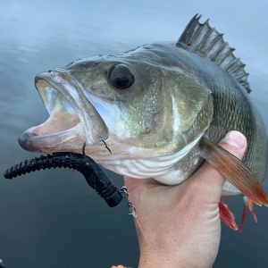 Rapala Neds Goby GO 7.5cm 10buc - Img 14