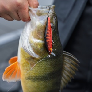 Rapala Precision Xtreme Airboss Live Roach ROL 8cm 9g - Img 10
