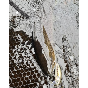 Rapala Countdown CD03 RT Rainbow Trout Trout 3cm 4g - Img 7