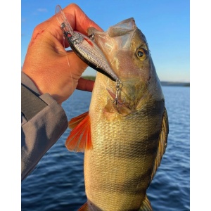 Rapala Shad Rap Elite SRE75 GDFT Gilded Fire Tiger 7.5cm 12g - Img 4
