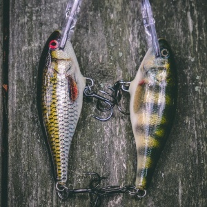 Rapala Shad Rap SR07 ROL Live Roach 7cm 8g - Img 3