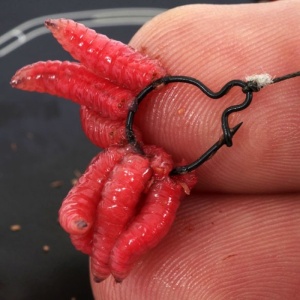 Clips Viermusi Korda Maggot Clips - 4 Dimensiuni