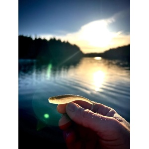 Crushcity Mooch Minnow Pearl White 9cm 6buc - echipament pentru pescuit - Fisela