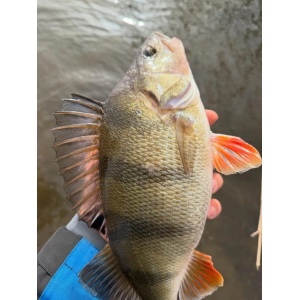 Vobler Rapala Vobler Shad Rap RS SRRS05 S 5cm 9g pentru pescuit la rapitori - Fisela