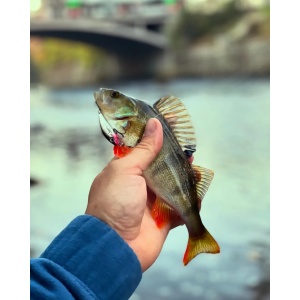 Vobler Rapala Vobler Ultra Light Minnow ULM06 TR 6cm 4g pentru pescuit la rapitori - Fisela