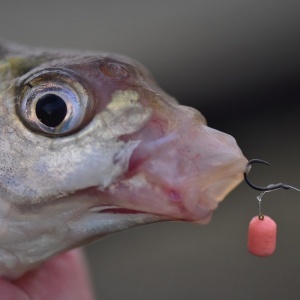 Washters Speedy's Dynamite Baits 3mm - echipament pentru pescuit - Fisela