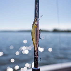 Rapala Precision Xtreme Airboss Live Roach ROL 8cm 9g - Img 11