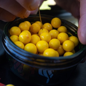 Recipient Dipuire Wafters Korda Infuza Large - echipament pentru pescuit - Fisela