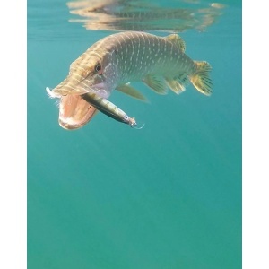 Vobler Avat Rapala X-Rap XR08 ROL 8cm 7g - Img 3