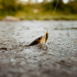 Vobler Rapala Vobler Pastrav Shadow Rap Solid Shad RTL 6cm 7g pentru pescuit la rapitori - Fisela