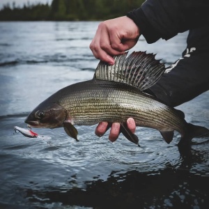 Vobler Rapala Shadow Rap Jack Deep SDRJD07 AS 7cm 10g - Img 5