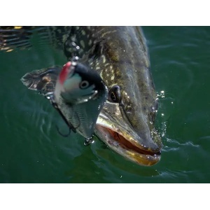 Vobler Salmo Vobler Slider SD10F GT Green Tiger 10cm 36g pentru pescuit la rapitori - Fisela