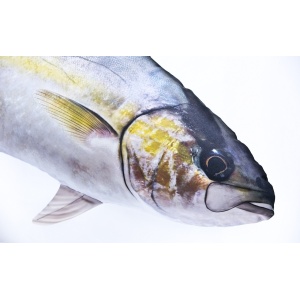 Perna Cadou Pescuit Amberjack 105cm - echipament pentru pescuit - Fisela
