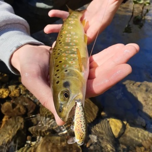 Rapala Countdown CD03 TR Brown Trout 3cm 4g - Img 18