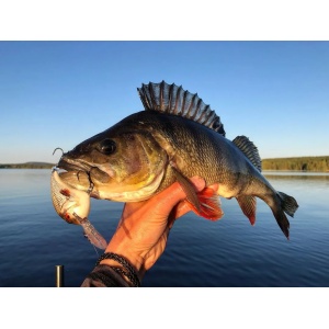 Rapala Dives-To DT08 SD Shad 5cm 12g