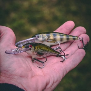 Rapala Shad Rap SR07 ROL Live Roach 7cm 8g - Img 4