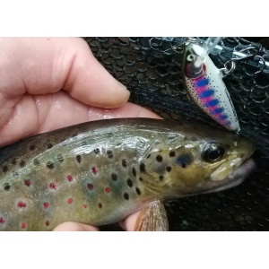 Vobler Rapala Vobler Countdown Elite CDE55 GDGS 5.5cm 5g pentru pescuit la rapitori - Fisela