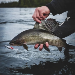 Vobler Rapala Shadow Rap Jack Deep SDRJD07 GGH 7cm 10g - Img 5