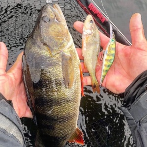 Vobler Rapala Vobler Shadow Rap Shad Deep SDRSD09 BGH 9cm 12g pentru pescuit la rapitori - Fisela