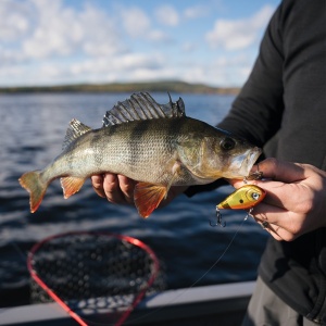Vobler Rapala Snare SN50 BGSD 6cm 16g pentru pescuit la rapitori - Fisela
