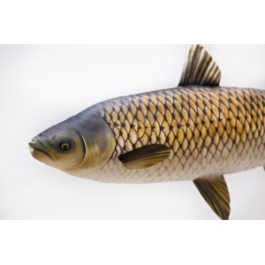 Amur Ten Urias din Plus 105cm Cadou Pescar - echipament pentru pescuit - Fisela