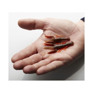 Rac Savage Gear 3D Crayfish Rattling BO 5.5cm 6buc - vedere secundara