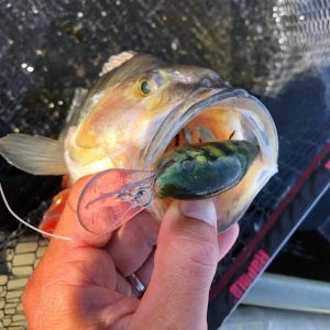 Rapala Dives-To DT08 DSSD Disco Shad 5cm 12g