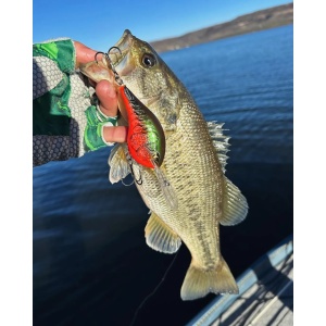 Rapala Dives-To DT08 SD Shad 5cm 12g