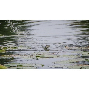 Swimbait LiveTarget Hollow Sunfish 558 7.5cm 12g - echipament pentru pescuit - Fisela