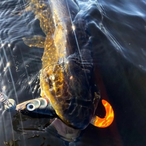 Vobler Pentru Stiuca Rapala X-Rap Otus XROU25 PEL 25cm 90g - Img 14