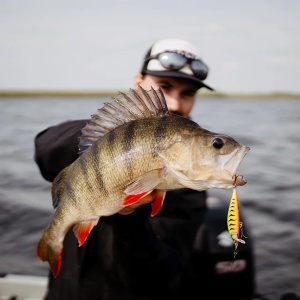 Vobler Rapala Vobler Countdown Elite CDE55 GDIW 5.5cm 5g pentru pescuit la rapitori - Fisela