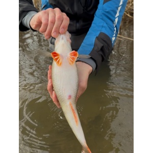 Vobler Rapala Vobler Shad Rap RS SRRS05 S 5cm 9g pentru pescuit la rapitori - Fisela