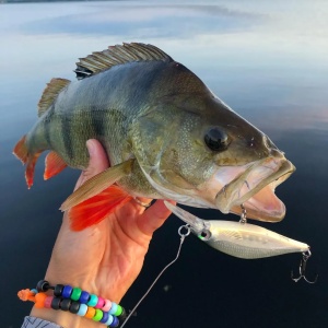 Vobler Rapala Vobler Shadow Rap Shad Deep SDRSD09 BGH 9cm 12g pentru pescuit la rapitori - Fisela