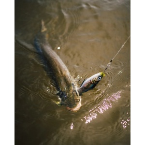 Vobler Rapala Stiuca X-Rap Otus PEL 17cm 40g pentru pescuit la rapitori - Fisela