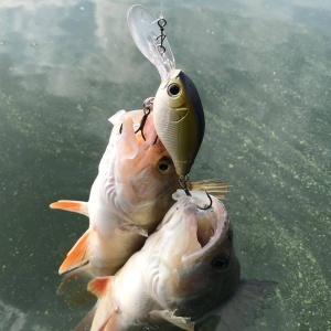 Strike Pro Cranky Deep X13 4cm 4.6g - echipament pentru pescuit - Fisela