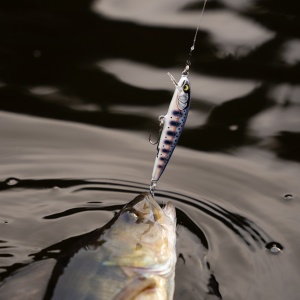 Vobler Rapala Floater Elite FE85 GDAY 8.5cm 6.5g - Img 2