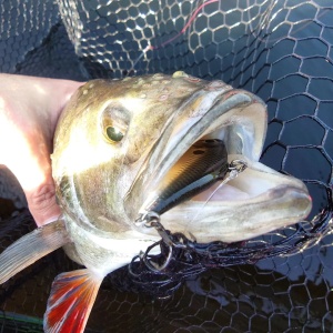 Vobler Rapala Rippin Rap RPR07 Halloween 7cm 24g - Img 6