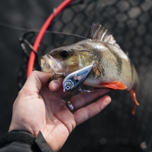 Vobler Rapala Vobler Snare SN50 RTBC 6cm 16g pentru pescuit la rapitori - Fisela