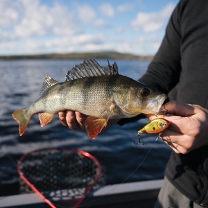 Vobler Rapala Vobler Snare SN50 TG 6cm 16g pentru pescuit la rapitori - Fisela