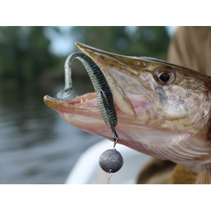 Illex iShad Tail Sight Candy 7cm 10buc - Img 3